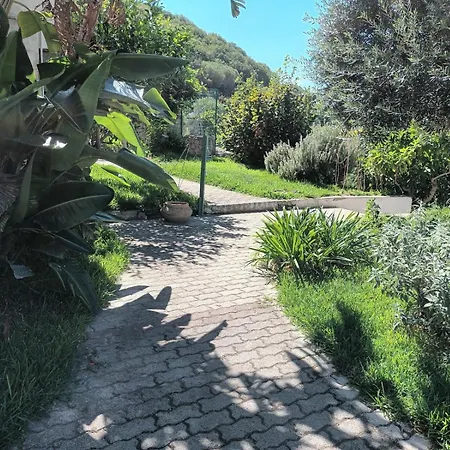 L'ulivo