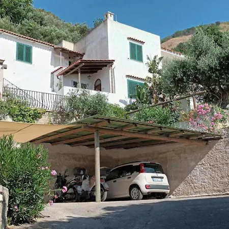 L'ulivo * Ischia